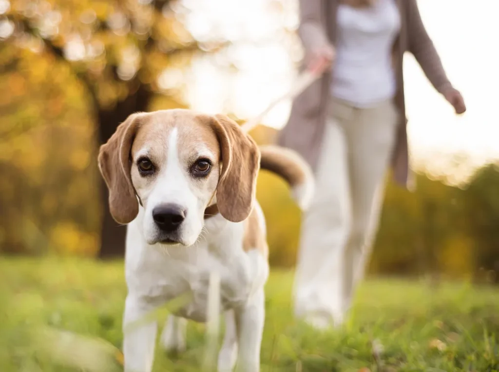 A woman keeping active by walking her dog